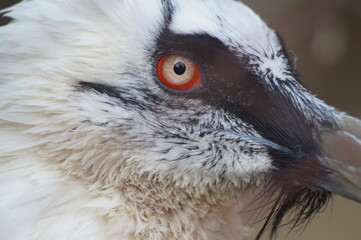 Portrait of an animal. The lammergeier, or bearded vulture. Festive plumage. The eyes are in focus.
