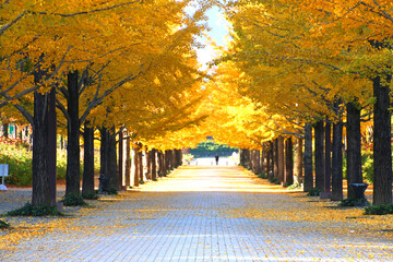 あづま総合運動公園のイチョウ並木（福島市）