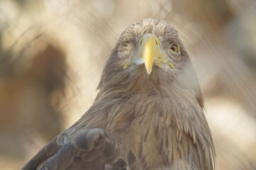 Portrait of an animal. White-tailed eagle close-up. Brown plumage. Yellow beak. Blurring in the side.