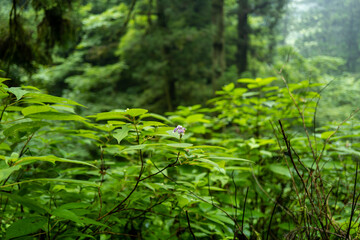 東京都八王子市の高尾山を登山している風景 Scenery of climbing Mt. Takao in Hachioji City, Tokyo.