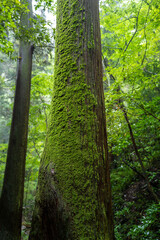 東京都八王子市の高尾山を登山している風景 Scenery of climbing Mt. Takao in Hachioji City, Tokyo.