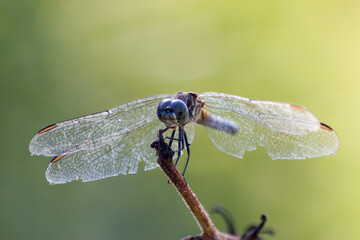 Macro of adult blue dasher dragonfly (Pachydiplax longipennis)