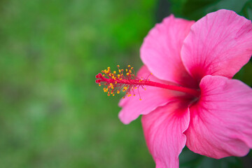 ピンクのハイビスカスのクローズアップ
