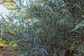 close up of bushland after rain