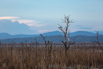 Dead forest because of climate change and drought. Global warming concept