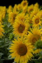 beautiful and bright sunflowers on the field