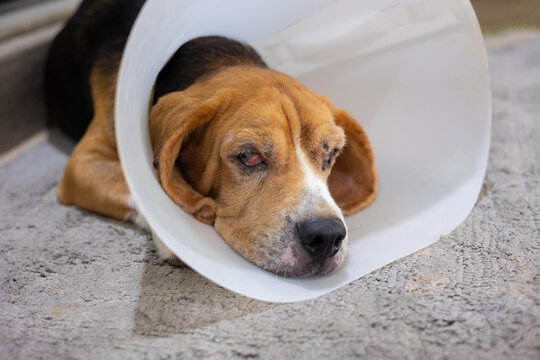 Close up and selective focus shot of ill and old beagle dog with plastic cone collar to protect scratching and lay down on fabric mat on the house for resting shows adorable and sad moment of pet.