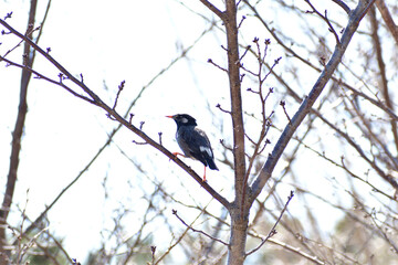 木の上のムクドリ 