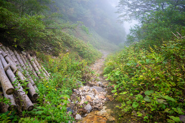 愛媛県西条市にある石槌山を紅葉の季節に登山する風景 A view of climbing Mount Ishizuchi in Saijo City, Ehime Prefecture, during the season of autumn leaves.
