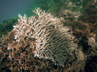 Naklejka na ściany i meble South Pacific Coral 