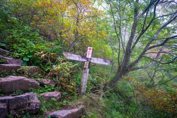 愛媛県西条市にある石槌山を紅葉の季節に登山する風景 A view of climbing Mount Ishizuchi in Saijo City, Ehime Prefecture, during the season of autumn leaves.