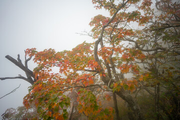 愛媛県西条市にある石槌山を紅葉の季節に登山する風景 A view of climbing Mount Ishizuchi in Saijo City, Ehime Prefecture, during the season of autumn leaves.