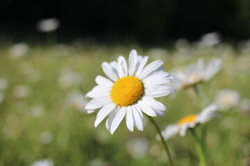 Fototapeta premium white chamomile flower grows in the forest grass in summer