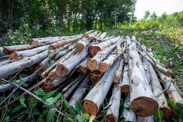 pile of eucalyptus logs Resources used in the paper industry 
