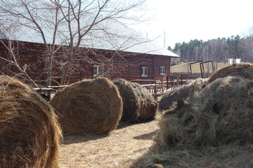 hay harvesting in the village animal feed in the stable of the farm