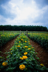 yellow flower of a calendula in the garden