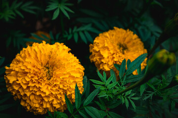 Marigold flower, yellow flower of a calendula