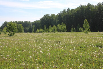 a clearing with flowers dandelions in the forest grow in summer in nature in the grass