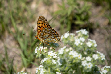 butterfly on a flower
