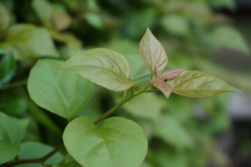 The exotic bougainvillea leaves in nature