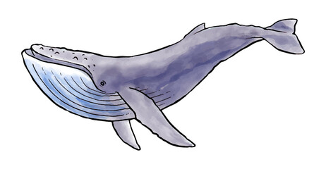 watercolor style whale hand drawn vector illustration.