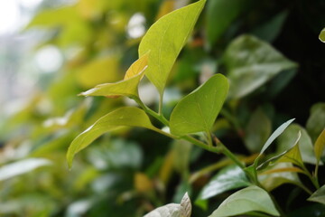 The exotic bougainvillea leaves in nature