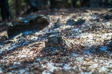 山梨県甲州市、北都留郡丹波山村にある大菩薩嶺から富士山を見るために登山している風景 A view of mountain climbing to see Mt. Fuji from Daibosatsu Ridge in Tanbayama Village, Kitatsuru-gun, Koshu City, Yamanashi Prefecture.