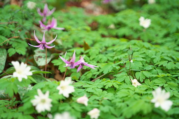 春に咲く美しい紫色のカタクリの花