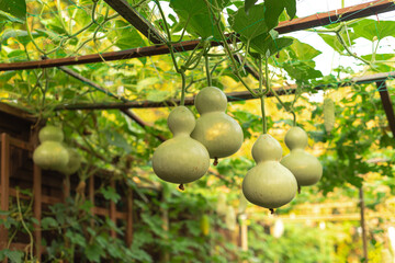Group of birdhouse gourds and bitter melon hanging on vines at organic backyard garden near Dallas,...