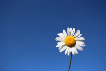 Fototapeten white daisy flower on a blue sky background nature © Алла Мосурова