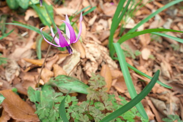 春に咲く美しい紫色のカタクリの花