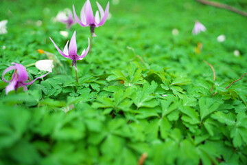 春に咲く美しい紫色のカタクリの花