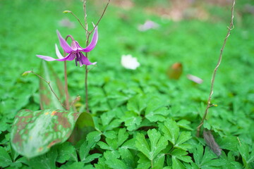 春に咲く美しい紫色のカタクリの花