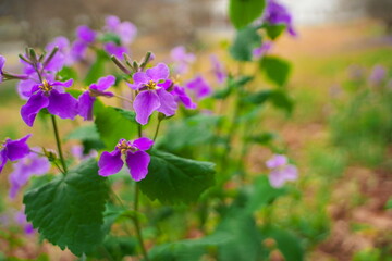 春に咲く美しい紫色のカタクリの花