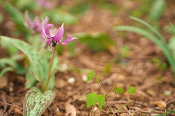 春に咲く美しい紫色のカタクリの花