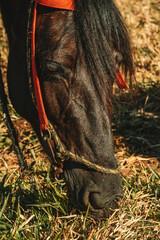 cowboy boots and horse