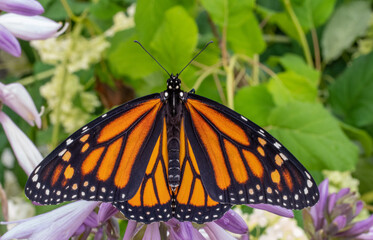 monarch butterfly on flower
