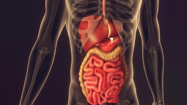 Animation of human body anatomy medicine reaction inside organs. A substance travels down the trachea to the stomach and heals the body.