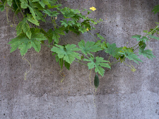コンクリート壁で育つゴーヤー