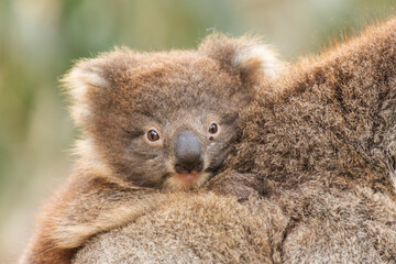 Baby Koala on Mother's Back
