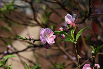 Branches of a blooming peach on a brown background