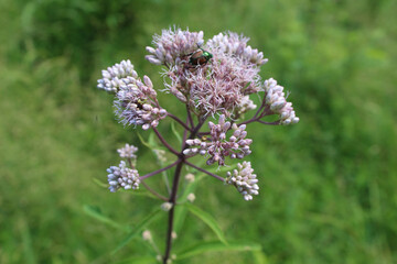 Japanese beetle feeding off of Joe Pye Weed blooms at Miami Woods in Morton Grove, Illinois