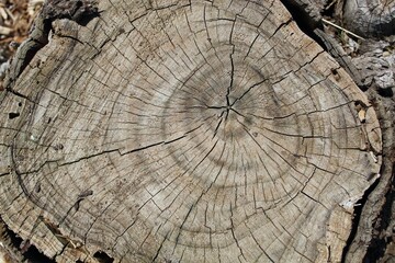 cross section of tree stump
