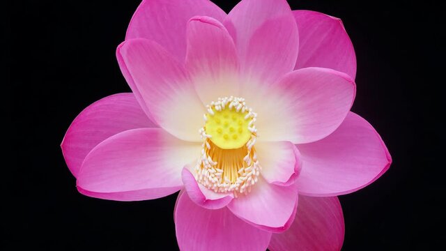 4K time Lapse footage of blooming pink lotus flower from bud to full blossom then back to bud isolated on black background, close up b roll shot top view.