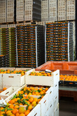 Interior of citrus fruits warehouse with boxes of freshly harvested mandarins. © JackF