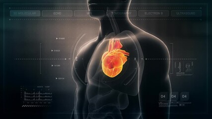 Anatomy of Human Male Heart on Futuristic Medical Interface dashboard. Seamless Loop.Animation. - Powered by Adobe