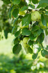 Branch with apples. Apples on a branch. A lot of apple. Autumn harvest. Green apples in leaves. Green apples on a branch. Apples ripen