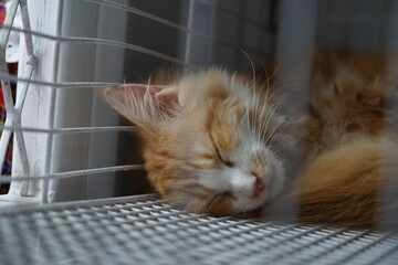 Sleppy cat