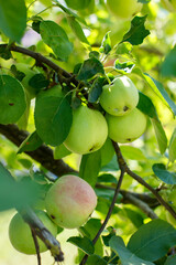 Branch with apples. Apples on a branch. A lot of apple. Autumn harvest. Green apples in leaves. Green apples on a branch. Apples ripen