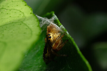 Araña saltarina (Familia Salticidae) 
